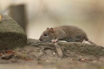Young brown rat (Rattus norvegicus) is one of the best known and most common rats. Wildlife scene from nature.