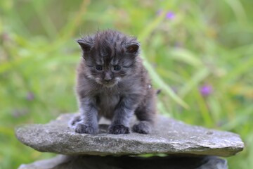 Naklejka na ściany i meble Cute maine coon kitten sitting on a stone. Portrait of a sweet longhaired tabby kitten. 