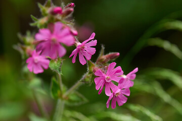 Fototapeta premium Rote Lichtnelke (Silene dioica)