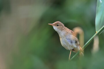 Little reed warbler sitting on the reed. A little reed warbler in its natural environment. Acrocephalus scirpaceus.