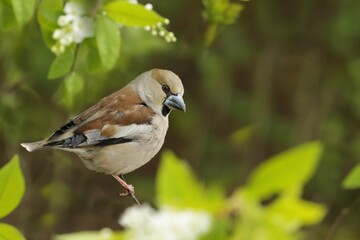 hawfinch sitting on the blooming twig.(Coccothraustes coccothraustes) Wildlife scene from nature.