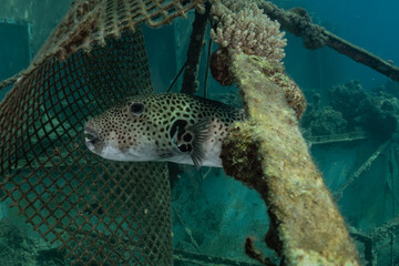 Fototapeta premium Fish swim in the Red Sea, colorful fish, Eilat Israel 
