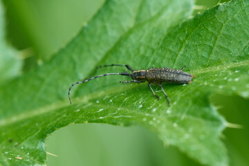 Scheckhorn-Distelbock (Agapanthia villosoviridescens)