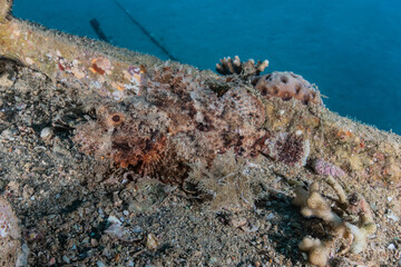 Coral reef and water plants in the Red Sea, Eilat Israel
