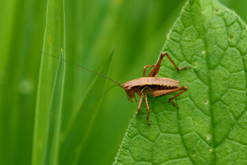 Gewöhnliche Strauchschrecke (Pholidoptera griseoaptera)