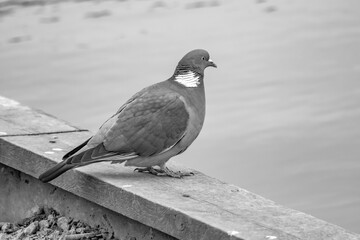 A wild wood pigeon on a boat mooring of the River Bure, Wroxham, Norfolk Broads