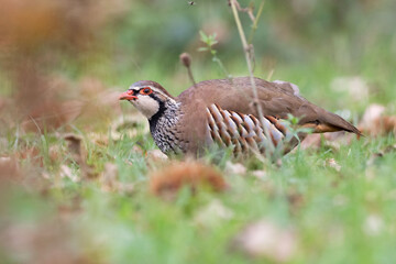 The red-legged partridge is a gamebird in the pheasant family Phasianidae