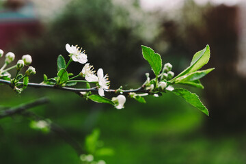 Flowering trees. Spring flowering. The apple tree is blooming. The girl in the apple trees.
