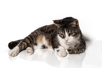 Tabby cat. Black white color cat, white background