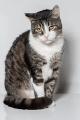 Tabby cat. Black white color cat, white background