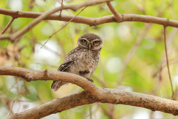 Indian birds from kerala