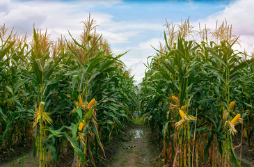 corn field in sunset
