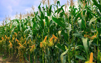 corn field in sunset