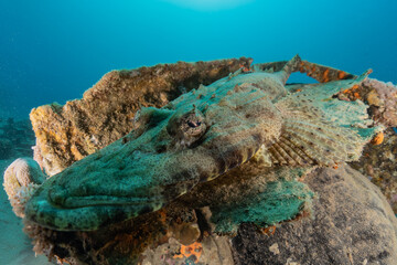 Fish swim in the Red Sea, colorful fish, Eilat Israel
