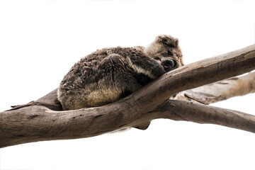 Koala (Phascolarctos cinereus) resting and sleeping on a tree. Isolated on white