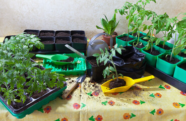 Growing tomato seedlings. The process of planting seedlings in separate plastic pots. Green sprout with a root for transplantation on yellow scoop. Gardening and growing vegetables as a hobby