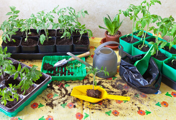Growing tomato seedlings. The process of planting grown tomato sprouts in separate plastic pots or picking. Gardening and growing vegetables as a hobby