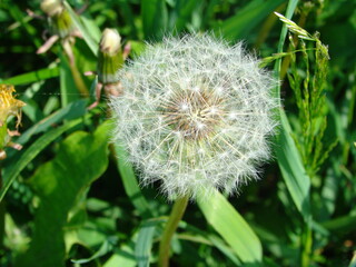 dandelion in the grass