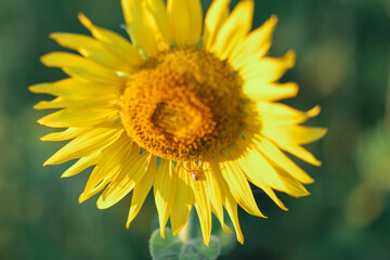 Closeup on one sunflower flower. Beautiful sunset over backgound of big golden sunflower field in the countryside in Thailand during summer time.