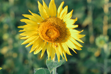 Closeup on one sunflower flower. Beautiful sunset over backgound of big golden sunflower field in the countryside in Thailand during summer time.
