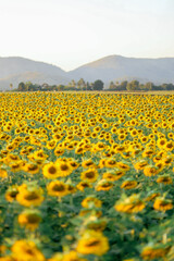 Closeup on one sunflower flower. Beautiful sunset over backgound of big golden sunflower field in the countryside in Thailand during summer time.