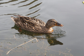 Female mallard duck swimming on a river