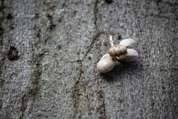 A snail on a tree