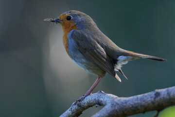 Rotkehlchen (Erithacus rubecula)Vogel des Jahres 2021
