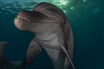 Naklejka premium Dolphin swimming with divers in the Red Sea, Eilat Israel 