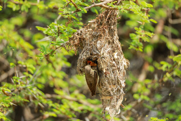 Indian birds from kerala