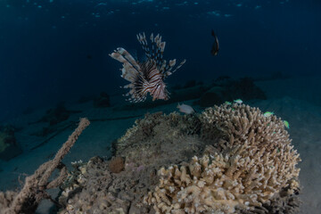Lion fish in the Red Sea colorful fish, Eilat Israel
