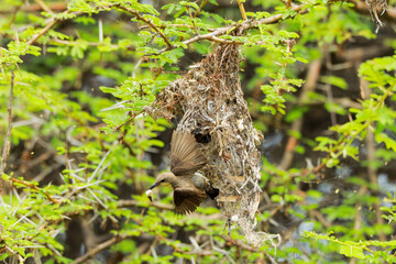 Indian birds from kerala