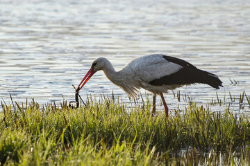 The stork at the Venta waterfall eats lamprey