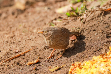 Indian birds from kerala