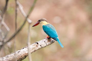 Obraz premium Indian birds from kerala