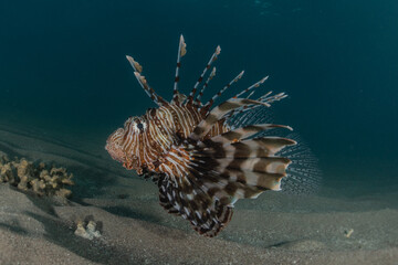 Lion fish in the Red Sea colorful fish, Eilat Israel
