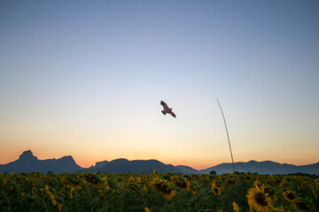 Beautiful sunset over backgound of big bird and golden sunflower field in the countryside in Thailand during summer time.