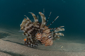 Lion fish in the Red Sea colorful fish, Eilat Israel
