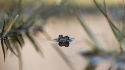 Marsh frog (Pelophylax ridibundus) in the natural environment