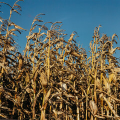 Dry corn 