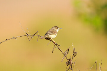 Indian birds from kerala