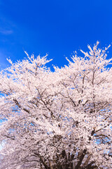  pink cherry blossoms