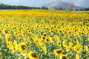 Beautiful sunset over backgound of big golden sunflower field in the countryside in Thailand during summer time.