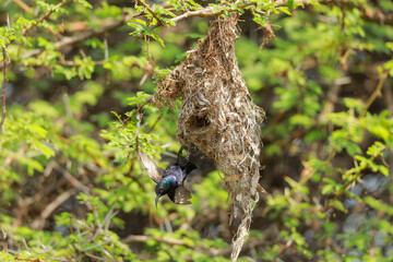 Indian birds from kerala
