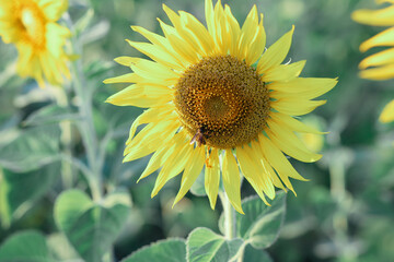 Closeup on one sunflower flower. Beautiful sunset over backgound of big golden sunflower field in the countryside in Thailand during summer time.