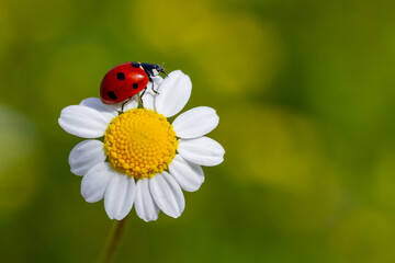 Spring background with daisy and ladybug