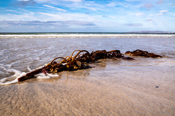 Seaweed on a beach in Portnoo County Donegal - Ireland