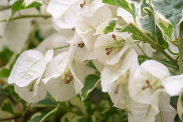 白の斑入り葉のブーゲンビリア(ブーゲンビレア)/サンデリアーナホワイト/サンデリアナホワイト 南国のイメージの花