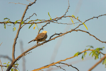 red winged blackbird