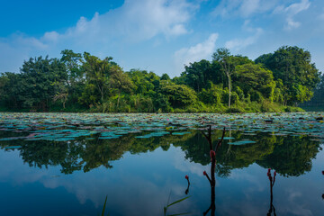 reflection of trees in lake
